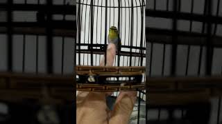 Pleci rasa anis merah