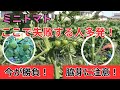 水をやらないと甘くなる!? ミニトマト都市伝説の真相（2025.6.16）