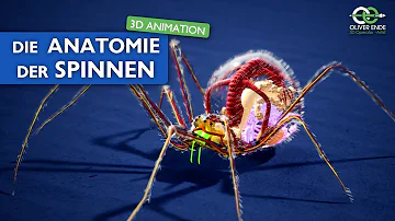 Wie viel Gehirn hat eine Spinne?