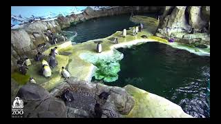 KC Zoo Penguin Cam 4K   Penguin yeets itself onto the floor screenshot 5