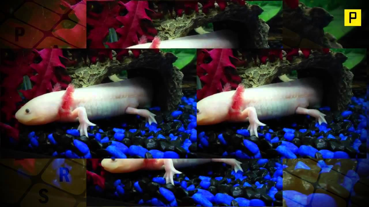 Mexican Walking Fish Axolotl 2 - YouTube