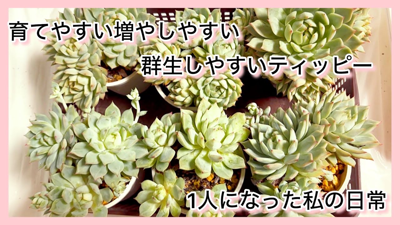 多肉植物]育てやすい増やしやすい群生しやすいティッピー^_^1人になっ