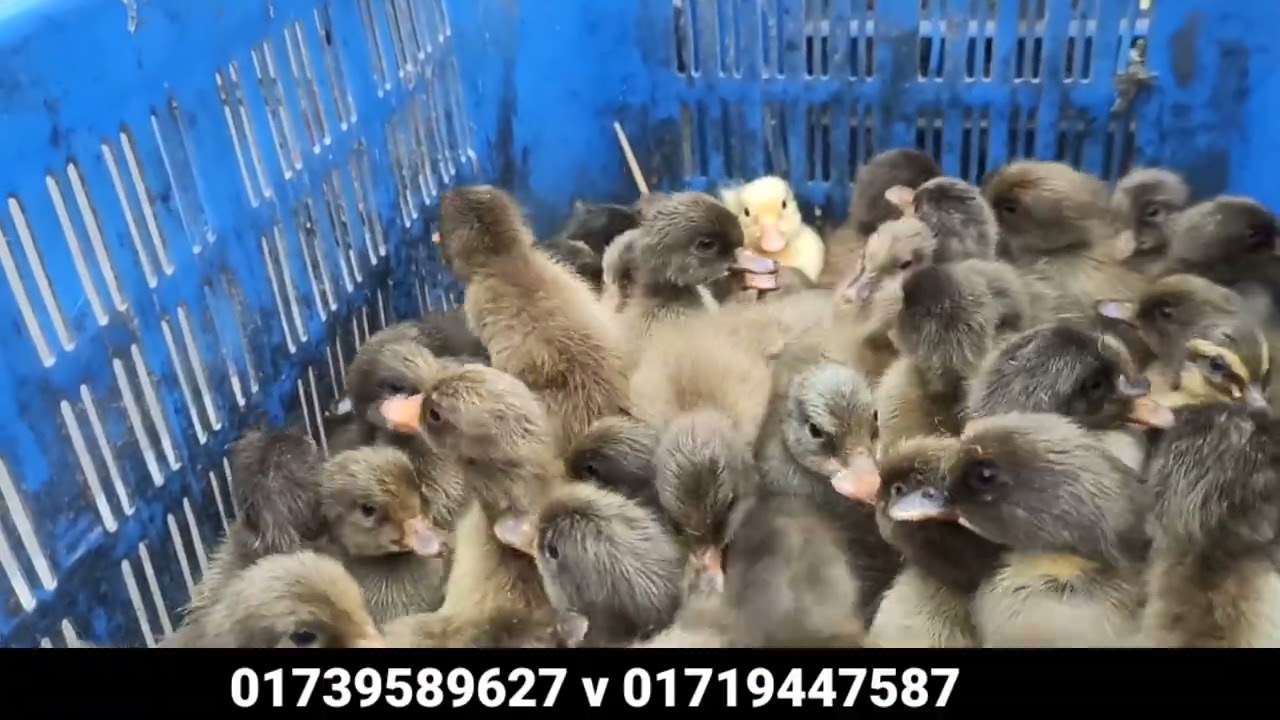 A গ্রেটের হাঁসের বাচ্চা চেনার উপায়