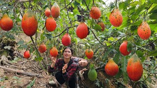 Harvesting Gac Fruit to Sell at The Market - How to Make Cakes From Gac Fruit to Enjoy With Your Son