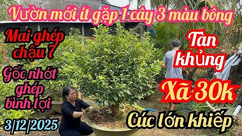3/12/2025☎️0378329282 Hương 👉 vườn mới như ý khủng cúc khủng chậu 7 gốc nhớt rút cốt già mùa bình lợ