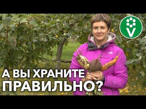 Как не потерять урожай корнеплодов! Секреты правильной уборки и хранения!