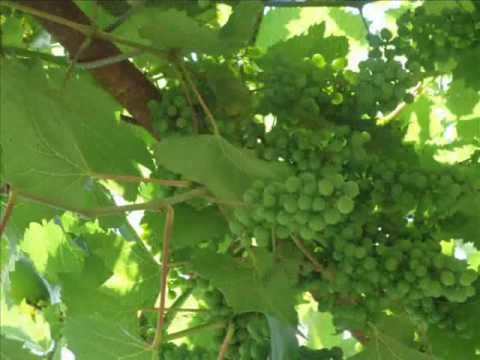 სოფ  გლოლა  ვანო სულთანიშვილის ვენახი