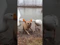 Dog Fights Back Against Two Aggressive Geese! 🦢🐕 Hilarious Standoff!