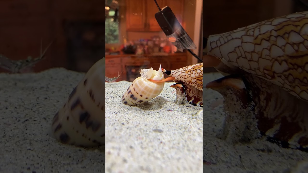 Textile cone hunting pt. 2