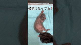 プロの赤ちゃん猫爆誕しました　　#保護猫 #子ネコ #猫 #子猫 #cat