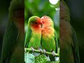 Cute Love Birds Romance 🥺❤️ #shorts