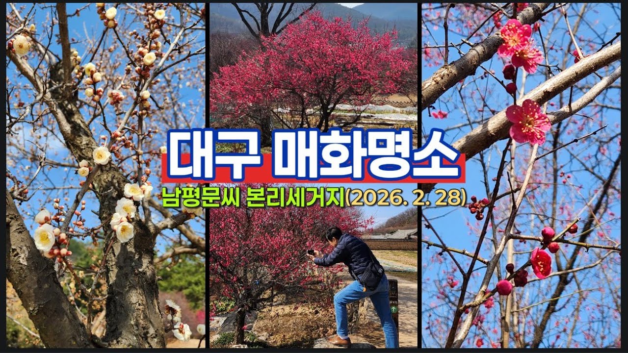 [4K] 대구 매화명소(2026. 2. 28) : 남평문씨 본리세거지(인흥마을) #대구시  #매화 