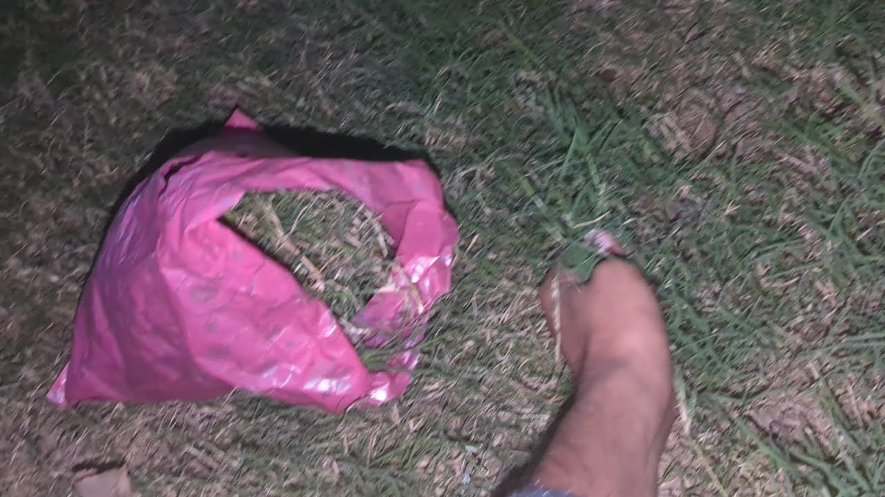 I have plucked grass for mitthu this evening 🎑