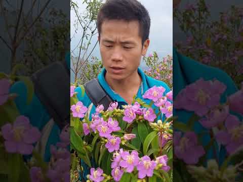 Video: Nyob rau hauv angiosperms cov qauv dab tsi hauv tsev poj niam gametophytes?