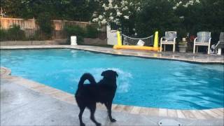 Inground Pool Diving Board Compilation - Swimming Pool Fun