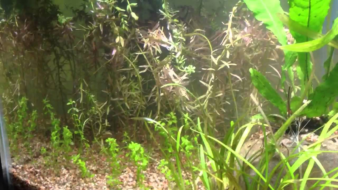 aquarium plants Planted Tank Journal: Day 5 (water testing, cycling)