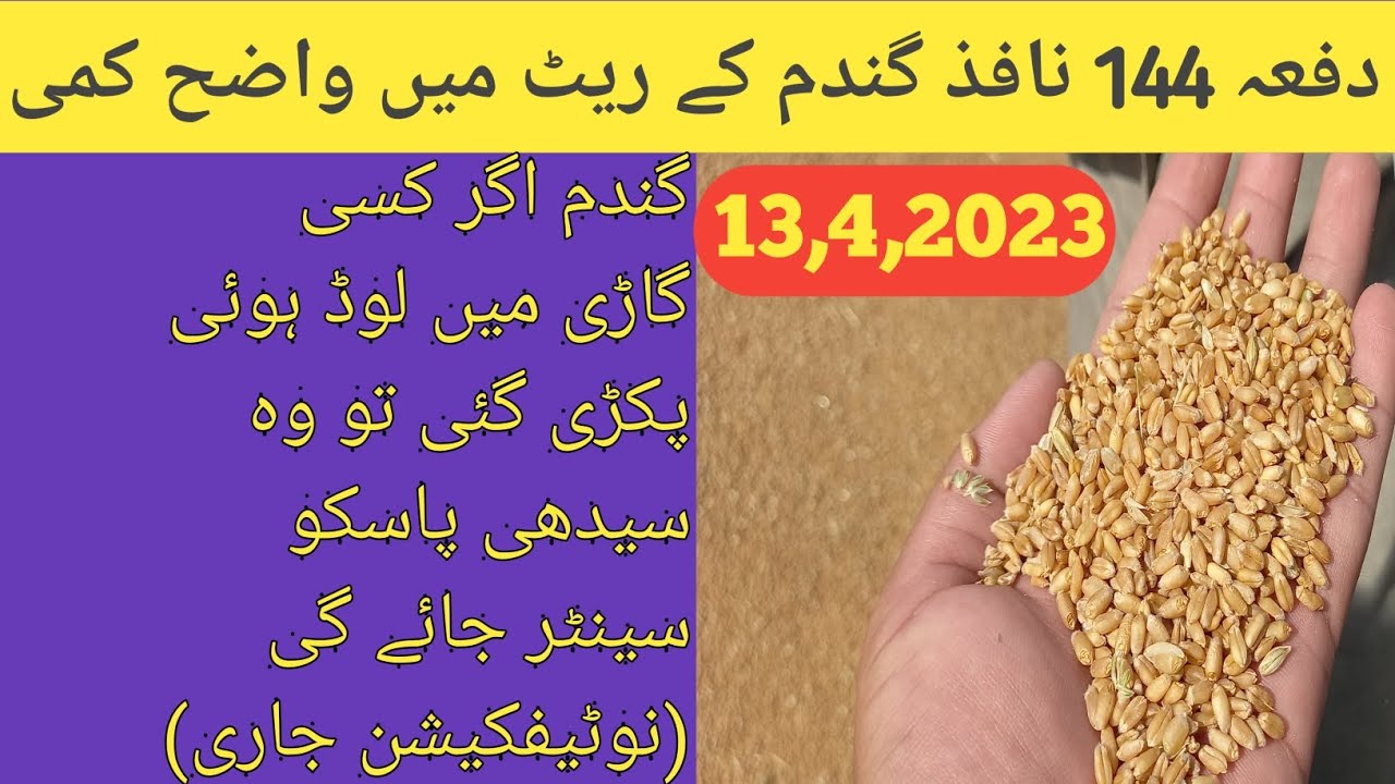 Wheat price in punjab galla mandi/Gandum ka rate/wheatpricetoday food