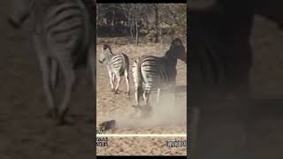 Warthog Messed With Wrong Zebra
