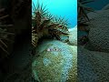 ヒトデに溶液を注入する理由