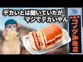 コメダ珈琲でデカいと噂のカツパンを食べた何気ない話【猫ミーム】