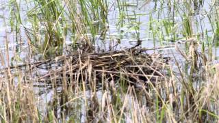 126160 May11 1M4D2295