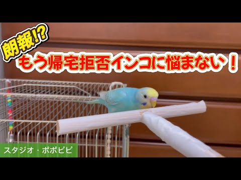 朗報⁉︎】もう帰宅拒否インコに悩まない！ #セキセイインコ