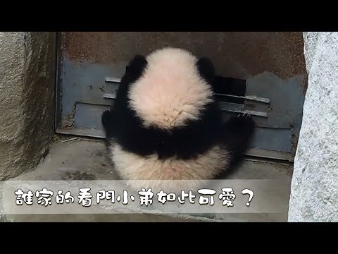 《熊貓主題趴》誰家的看門小弟如此可愛？| iPanda