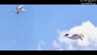 procedural animated 3d seagull