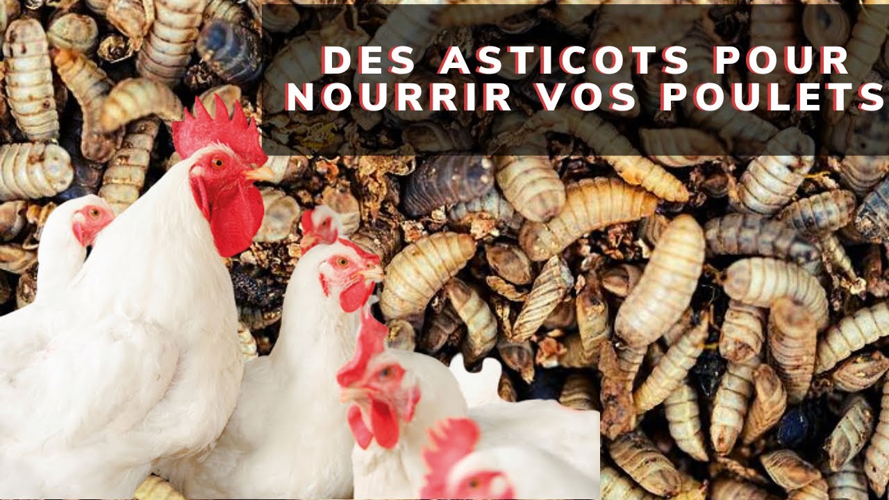 Comment Faire Grossir Des Asticot Fait Maison
