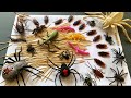 Learn The Names of Insects.Robotic Crawling Spider and Cockroach from Zuru Robo Alive