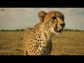 Grasslands, Wild Day - हिन्दी डॉक्यूमेंट्री | Wildlife documentary in Hindi