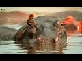 Grasslands, Wild Day - हिन्दी डॉक्यूमेंट्री | Wildlife documentary in Hindi