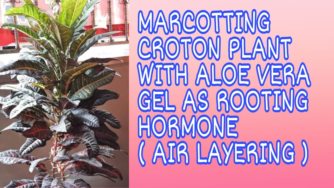 Marcotting Croton Plant With Aloe Vera Gel As Rooting Hormone ( Air
