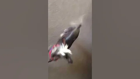 Watch the video about Hairless dog attacked by Hairless cat!