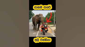 Wild elephant attacks a bike🫣🐘#shorts #shortvideo #elephant #attack #tiktok #trending #youtube #1m