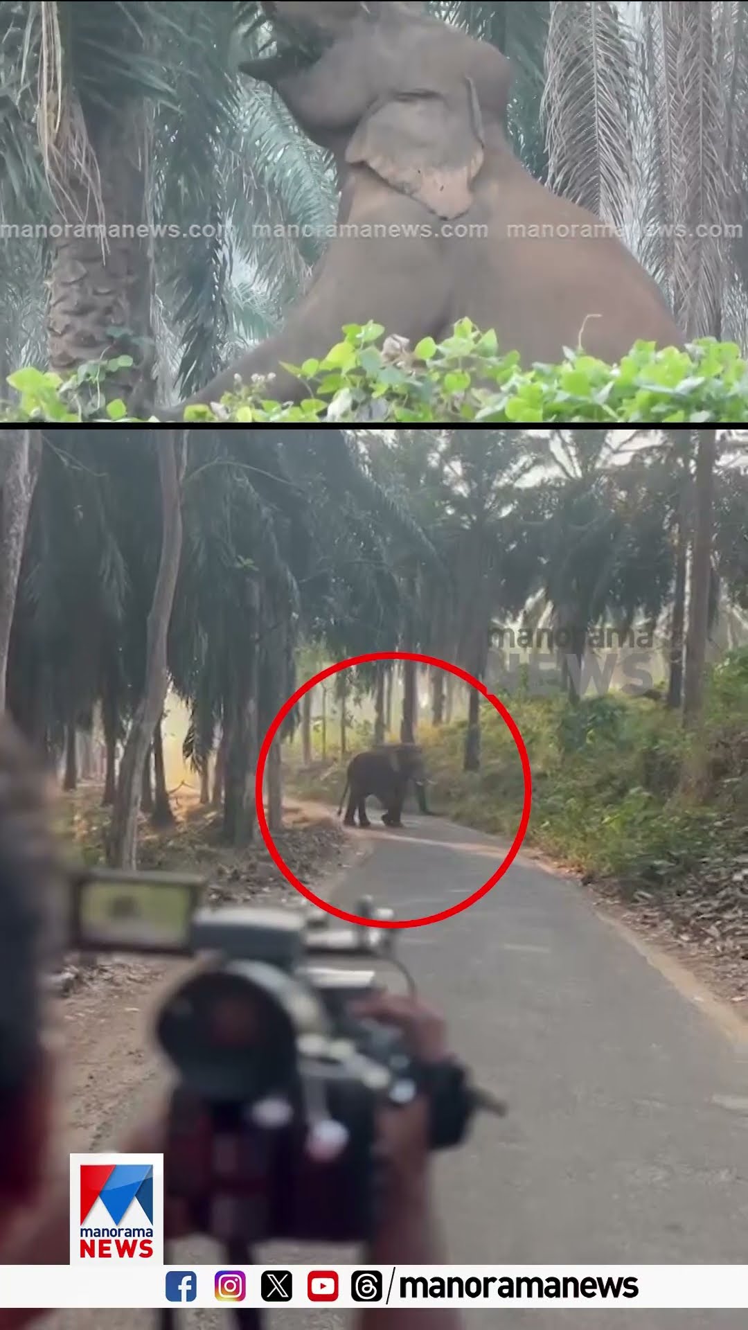 റോഡിൽ കാമറാമാൻ്റെ തൊട്ടുമുമ്പിൽ ആന , ചിന്നം വിളിച്ച് കാട്ടുകൊമ്പൻ #wildelephant #Athirappilly