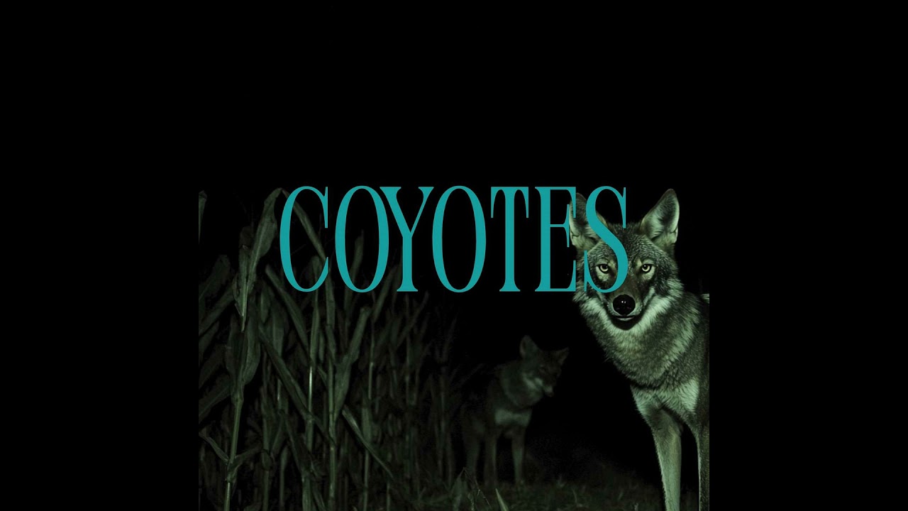 The Coyotes