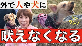 お散歩で吠えまくる愛犬に『吠えない魔法』をかけてみた