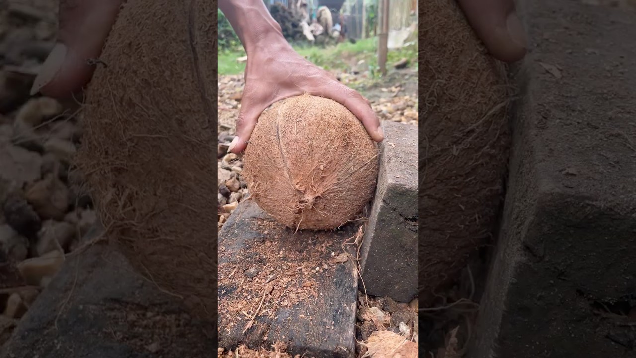 dried coconut peel from the shell