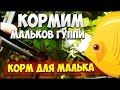 ЧЕМ Я КОРМЛЮ МАЛЬКОВ ГУППИ  чем кормить мальков, мальки гуппи | КОРМ ДЛЯ РЫБОК