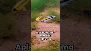 Apistogramma agassizi in the nature
