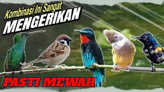 NGERI...MASTERAN KOMBINASI UNTUK BURUNG LOMBA PALING DI TAKUTI LAWAN || obrak abrik gantangan NGERI...MASTERAN KOMBINASI UNTUK BURUNG LOMBA PALING DI TAKUTI LAWAN || obrak abrik gantangan