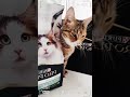 Скажем аллергии &quot;нет&quot; с Purina pro plan LIVECLEAR CAT| Противоалергенный корм Пурина для котов