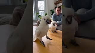 Bird Drops, Bird Pops