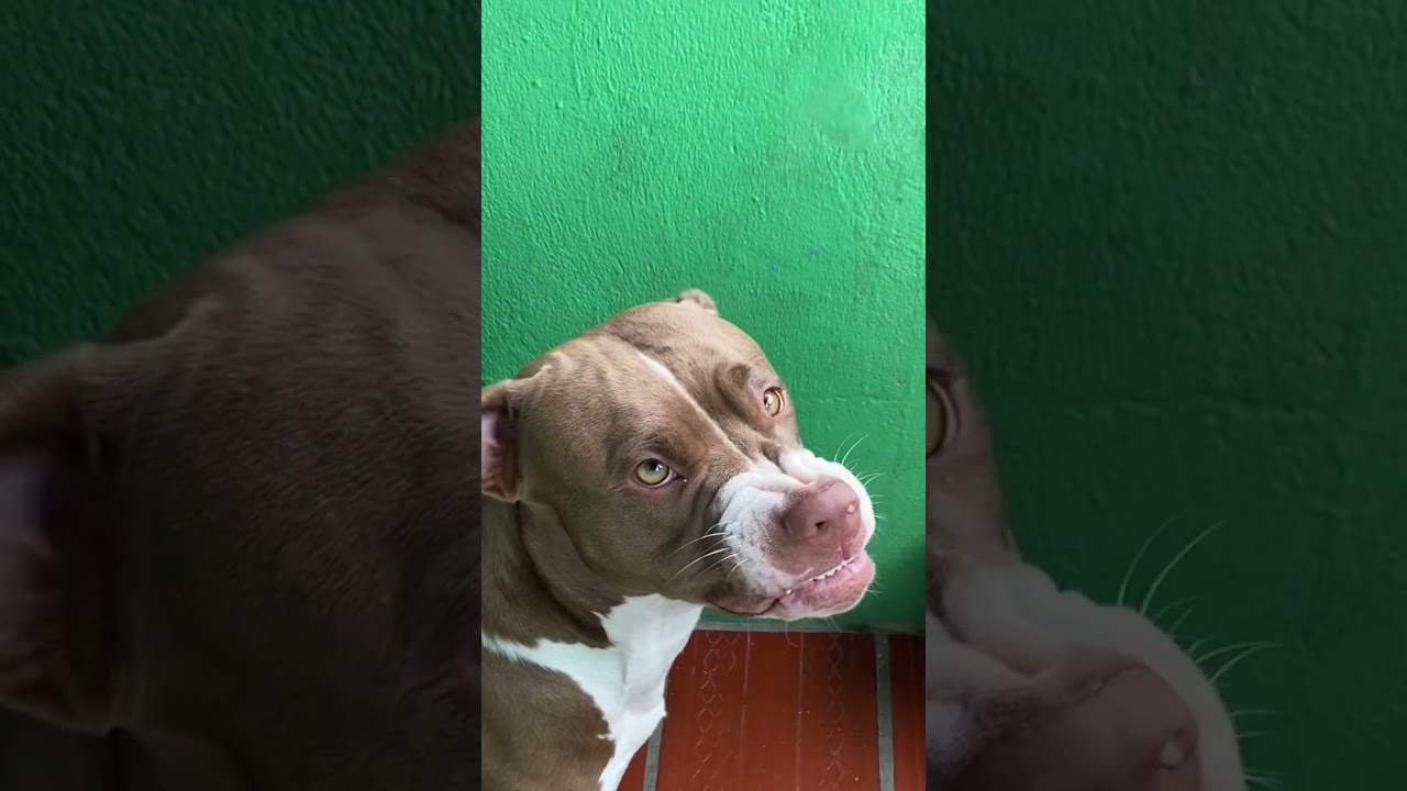 Como te hizo el gato los dientes? 🤭🤭🥰 