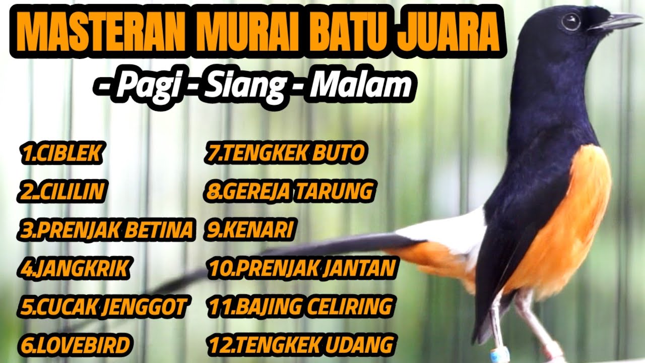TEMBAKAN MURAI BATU INI MERANGSANG BONGKAR ISIAN MEWAH 100% AMPUH BUAT MASTERAN