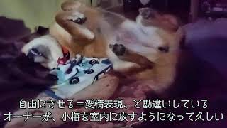 自由を得た小梅の不自由（?）、の記録…と編集したそばから問題勃発（詳細は説明欄に。）