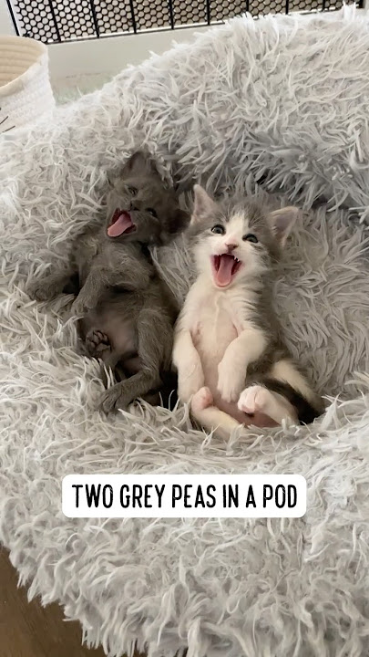 Leo & Luna Update