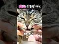 最後だけ、まさかの別件w #猫動画 #癒し動画 #犯人はいつも1人じゃない #shorts
