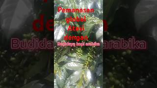 Pemanasan global mengancam? ini solusinya#CorMundi#Organik#EmisiKarbon#farming #Arabika#Budidaya